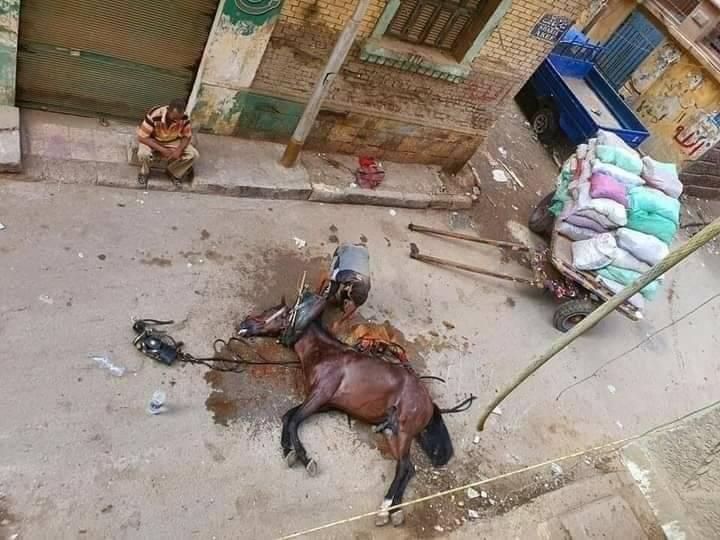 الاعتداء على حصان حتى الموت