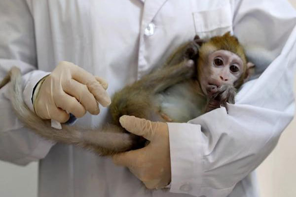 فيروس القرود في الصين